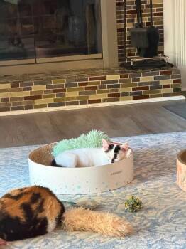 Ginger -  Domestic Short Hair Cat for Adoption in Chicago, Illinois - Ginger | PetCurious