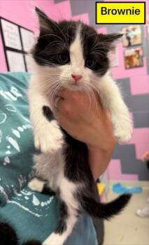 Domestic Short Hair Cats Available for Adoption in Columbus, Indiana - Brownie | PetCurious