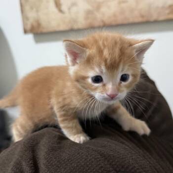 Clancy -  Domestic Short Hair Cat for Adoption in Chino Hills, California - Clancy | PetCurious