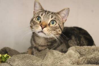 Domestic Short Hair Cats Available for Adoption - Robert | PetCurious