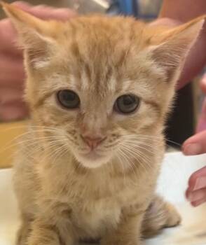 ELIANA -  Domestic Short Hair Cat for Adoption in Elizabethton, Tennessee - ELIANA | PetCurious