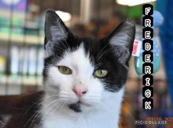 Domestic Short Hair Cats Available for Adoption in Rossville, Georgia - Frederick | PetCurious