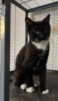 Tuxedo Cats Available for Adoption in Ormond Beach, Florida - Spencer | PetCurious
