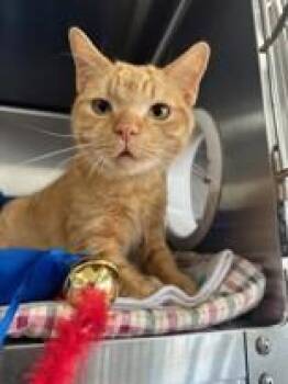 Domestic Short Hair Cats Available for Adoption in Manitowoc, Wisconsin - A.J. | PetCurious