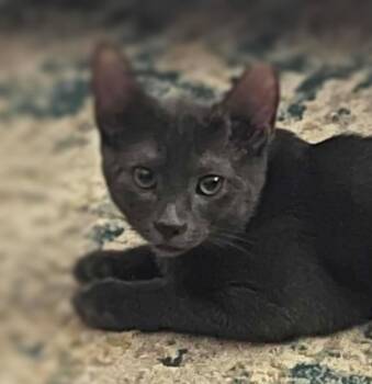 Jill -  Domestic Short Hair Cat for Adoption in Ocean Springs, Mississippi - Jill | PetCurious
