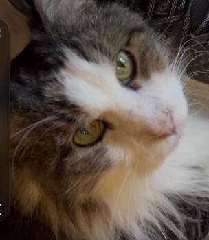 Domestic Medium Hair Cats Available for Adoption - Ludo | PetCurious
