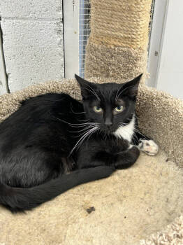 Rescue Domestic Short Hair Cats for Adoption in Ontario, California - Avery | PetCurious