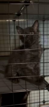 Ella -  Domestic Long Hair and Tortoiseshell Cat for Adoption in Newark Valley, New York - Ella | PetCurious