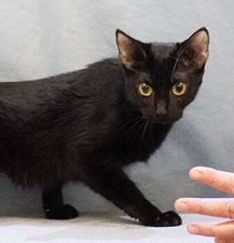 Rescue Domestic Medium Hair Cats for Adoption in Maynardville, Tennessee - Flicka | PetCurious