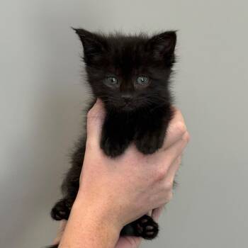 Domestic Short Hair Cats Available for Adoption in Sand Springs, Oklahoma - Thumper | PetCurious