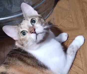Rescue Calico Cats for Adoption in Metairie, Louisiana - Sweet Girl Peaches – Special Needs Kitty | PetCurious