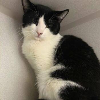 MEGUMI -  Domestic Short Hair Cat for Adoption in Aurora, Colorado - MEGUMI | PetCurious