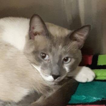 Skippy -  Domestic Short Hair and Siamese Cat for Adoption in Spokane, Washington - Skippy | PetCurious