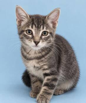 Bristol 1407-26 -  Domestic Medium Hair and Domestic Short Hair Cat for Adoption in Cumming, Georgia - Bristol 1407-26 | PetCurious