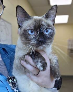 Rescue Domestic Short Hair Cats for Adoption in Westland, Michigan - Light Fury | PetCurious