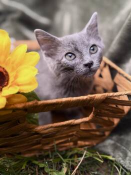 Harry-Transport -  Domestic Short Hair Cat for Adoption in Gradyville, Kentucky - Harry-Transport | PetCurious