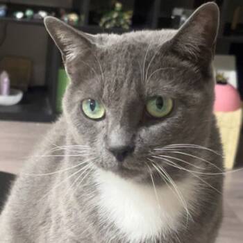 Rescue Domestic Short Hair Cats for Adoption in Dallas, Texas - Willow | PetCurious