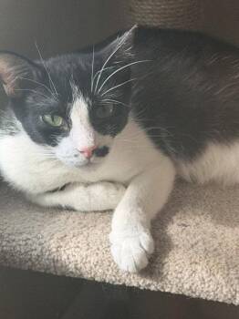 Everglades (2625) -  Domestic Short Hair Cat for Adoption in Zephyrhills, Florida - Everglades (2625) | PetCurious