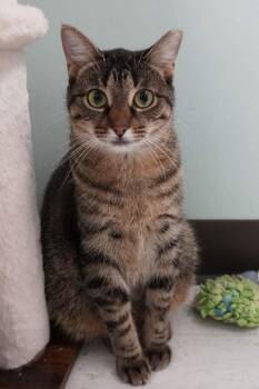 Domestic Short Hair Cats Available for Adoption - Annie | PetCurious
