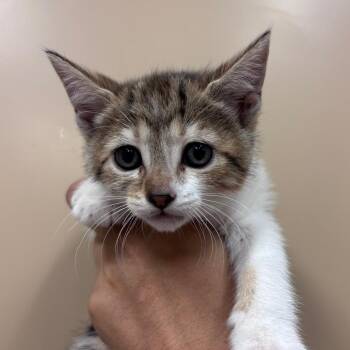Domestic Short Hair Cats Available for Adoption in Goleta, California - Quesa-dilla | PetCurious