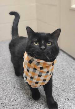 Vaughn -  Domestic Medium Hair Cat for Adoption in Fruit Heights, Utah - Vaughn | PetCurious
