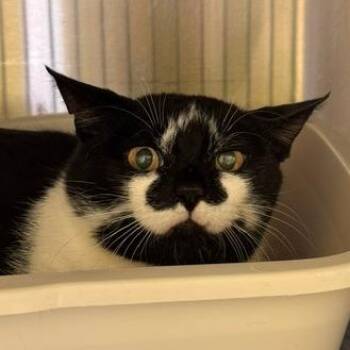 Spade -  Domestic Short Hair Cat for Adoption in Burlington, Ontario - Spade | PetCurious