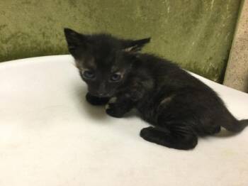 REESES -  Domestic Short Hair Cat for Adoption in Riverside, California - REESES | PetCurious