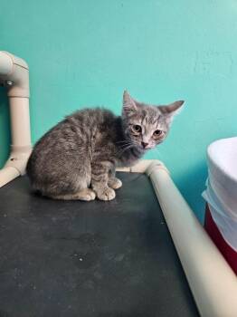 Lucky -  Domestic Short Hair Cat for Adoption in Morgantown, Kentucky - Lucky | PetCurious