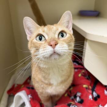 Domestic Short Hair Cats Available for Adoption in Pawleys Island, South Carolina - Meadow | PetCurious