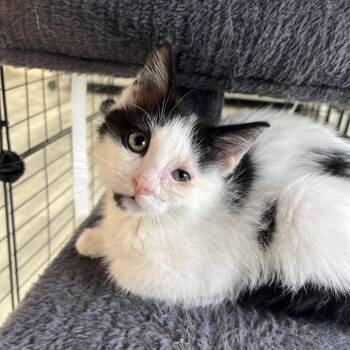 Misty -  Domestic Medium Hair Cat Available for Adoption in Crookston, Minnesota - Misty | PetCurious
