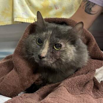 MALO -  Domestic Short Hair Cat for Adoption in Pensacola, Florida - MALO | PetCurious