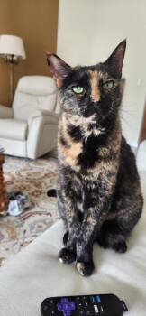 Lucy -  Domestic Short Hair Cat for Adoption in Sebastian, Florida - Lucy | PetCurious