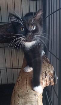 Rescue Domestic Short Hair Cats for Adoption in Santa Cruz, California - Cassandra | PetCurious
