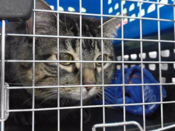 Domestic Short Hair Cats Available for Adoption in Omaha, Nebraska - PIPER | PetCurious