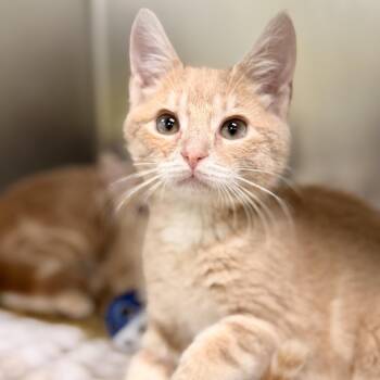 Root Beer -  Domestic Short Hair Cat for Adoption in Jackson Township, New Jersey - Root Beer | PetCurious