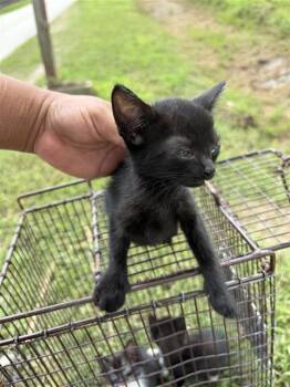 A657119 -  Domestic Short Hair Cat for Adoption in Houston, Texas - A657119 | PetCurious