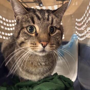 Calgary -  Domestic Short Hair Cat for Adoption in Salt Lake City, Utah - Calgary | PetCurious