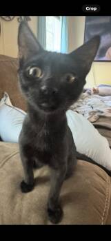 Domestic Short Hair Cats Available for Adoption - Spooky Spooks Itty Halloweenie | PetCurious