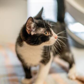 Gulliver -  Domestic Short Hair Cat for Adoption in Hilton Head Island, South Carolina - Gulliver | PetCurious