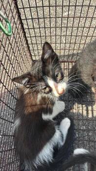 CANDY CORN -  Domestic Short Hair Cat for Adoption in Houston, Texas - CANDY CORN | PetCurious