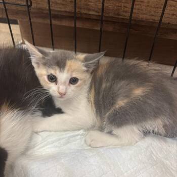 Domestic Medium Hair Cats Available for Adoption in Hinesville, Georgia - Guava | PetCurious