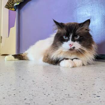 Domestic Medium Hair Cats Available for Adoption in Portland, Oregon - Pablo | PetCurious