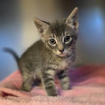 Mojo -  Domestic Short Hair Cat for Adoption in Oakland, California - Mojo | PetCurious
