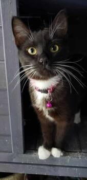 Sloan -  Domestic Short Hair Cat for Adoption in Cary, North Carolina - Sloan | PetCurious