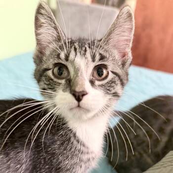 Nugget -  Domestic Short Hair Cat Available for Adoption in Middleton, Wisconsin - Nugget | PetCurious
