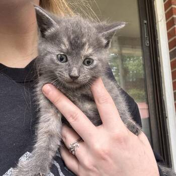 Ash 1118 -  Domestic Short Hair Cat Available for Adoption in Hamilton, Georgia - Ash 1118 | PetCurious
