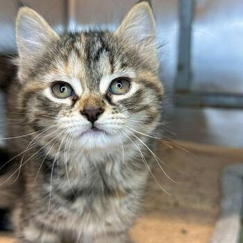 Solstice -  Domestic Medium Hair Cat for Adoption in Matteson, Illinois - Solstice | PetCurious