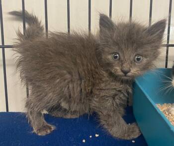 Domestic Short Hair Cats Available for Adoption in Lockhart, Texas - Skibidi | PetCurious