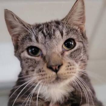 Motyl -  Domestic Short Hair Cat for Adoption in Florham Park, New Jersey - Motyl | PetCurious