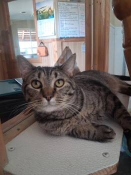 Bean -  Domestic Short Hair Cat for Adoption in Hot Springs, South Dakota - Bean | PetCurious